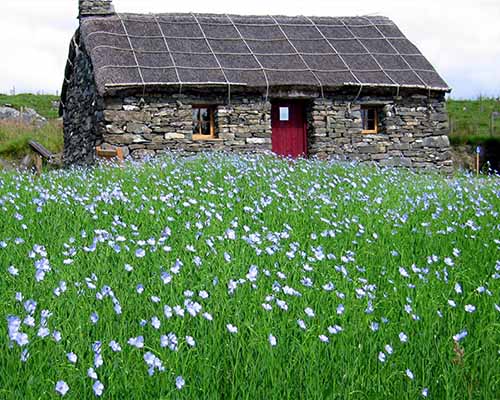 Taigh Iseabal with flax July 307.jpg