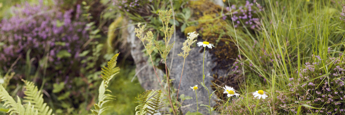 Flowers and Ferns